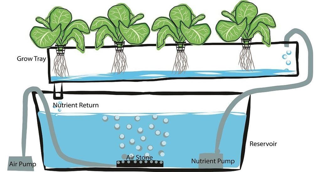 How Hydroponic Farming Is Changing Agriculture Around the World whatsapp image 2026 09 28 at 7.59.05 pm (1)
