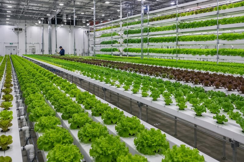 How Hydroponic Farming Is Changing Agriculture Around the World whatsapp image 2026 09 28 at 7.59.05 pm