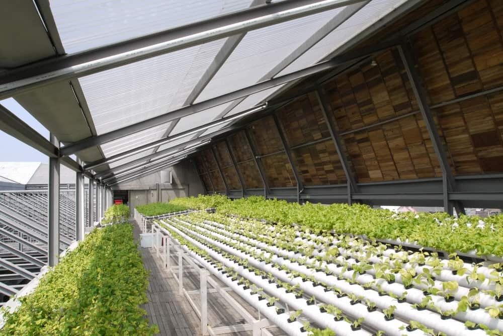 How Hydroponic Farming Is Changing Agriculture Around the World whatsapp image 2026 09 28 at 7.59.08 pm