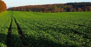 Why Soil Health Matters for the Future of Global Food Security whatsapp image 2026 10 03 at 8.18.45 pm